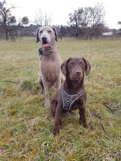 Mehrere Hunde zuhause !-Beitrag-Bild