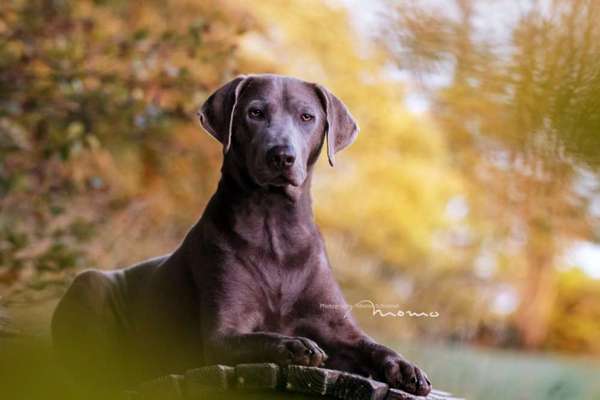 Wald Bild-Beitrag-Bild
