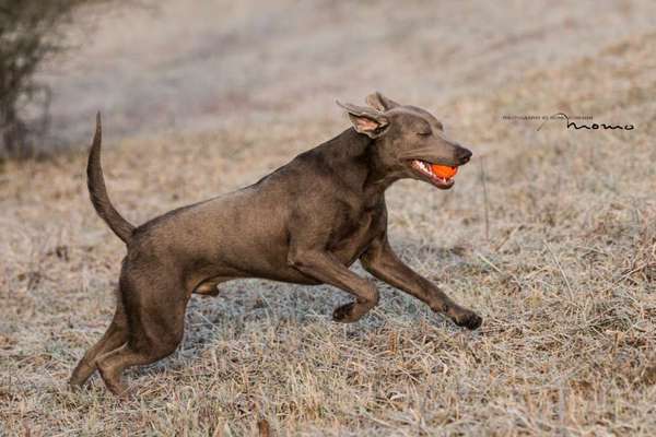Labradorfans-Beitrag-Bild
