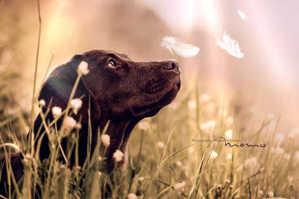 Fotochallenge 37- Sommerfeeling-Beitrag-Bild