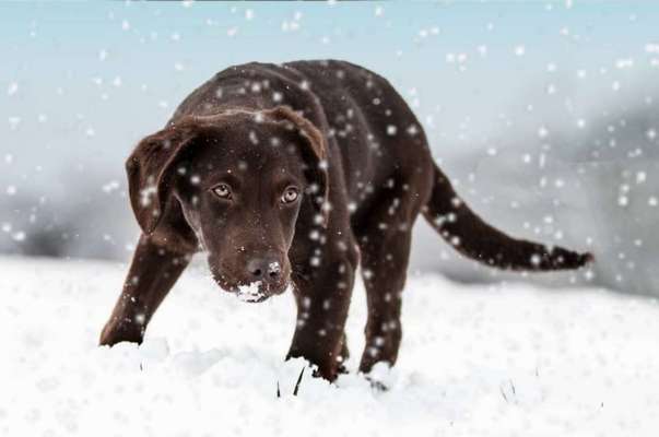 Foto Challenge Nr.: 114
Hunde im Schnee-Beitrag-Bild