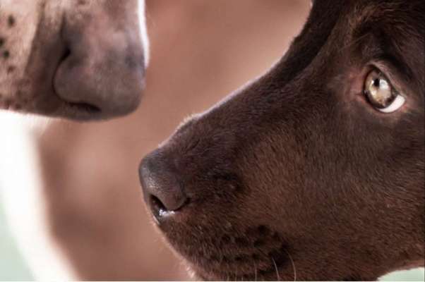 42. Handy Fotochallenge - Den richtigen Riecher haben-Beitrag-Bild