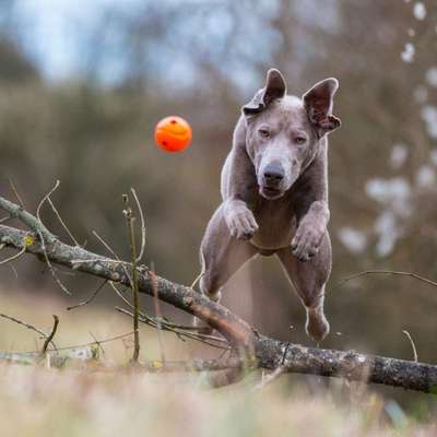 Fotochallenge Nr. 52 „Spring!“-Beitrag-Bild