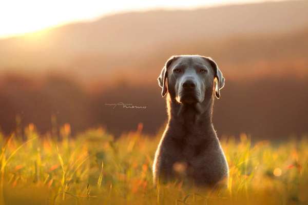 Die Dogorama Kalender Challenge 4/4-Beitrag-Bild