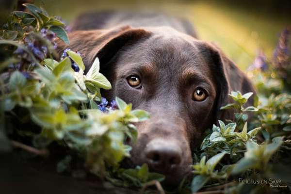 Die Dogorama Kalender Challenge 4/4-Beitrag-Bild