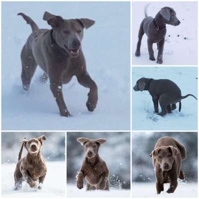 24. Collage-Challenge  *Hund im Schnee*-Beitrag-Bild