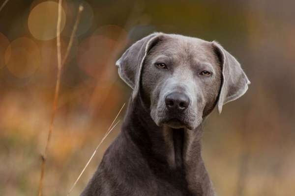 Vom Welpen zum Hund-Beitrag-Bild