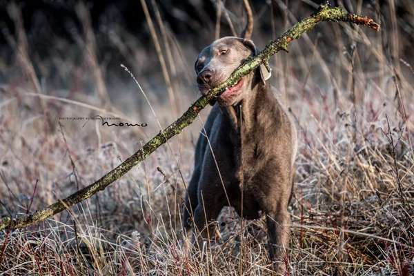 Knüppel aus dem Wald Foto Wettbewerb-Beitrag-Bild