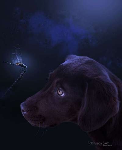 Photoshop und Co.-Beitrag-Bild