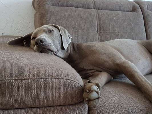 Challenge Nr 14
Eure Fellnasen auf ihrem Lieblingsplatz-Beitrag-Bild