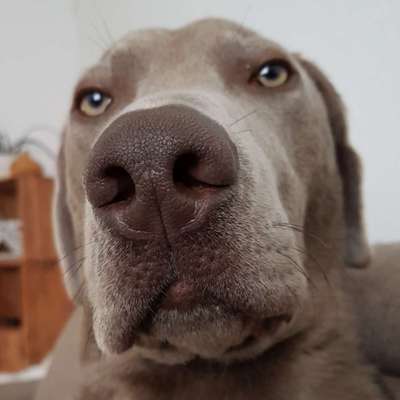 Dogorama Photo Challenge- genervter Blick-Beitrag-Bild