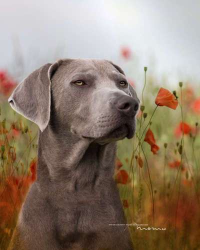 11. Farben Foto Challenge Rot-Beitrag-Bild