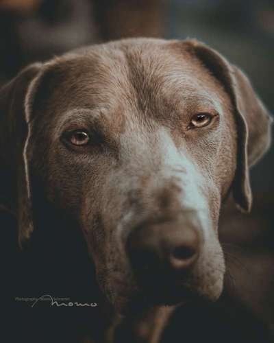 Labradorfans-Beitrag-Bild