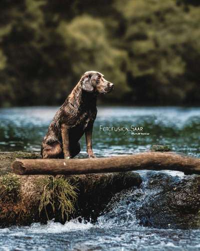 Die Dogorama Wochen Challenge: “Dein Hund im Urlaub”-Beitrag-Bild