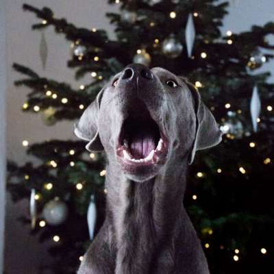 Dogorama Photo Challenge - Bescherung-Beitrag-Bild