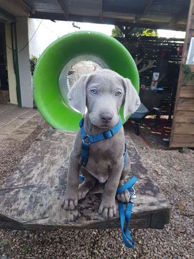 Dogorama Photo Challenge - Rund-Beitrag-Bild