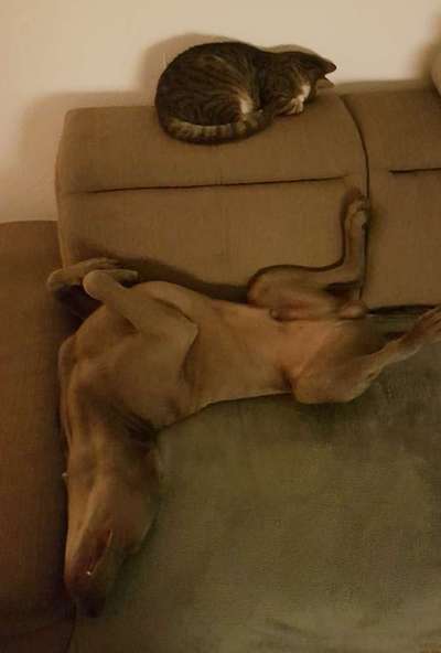 Die unbequemsten und lustigsten Schlafpositionen-Beitrag-Bild