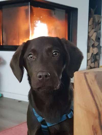 Vom Welpen zum Hund-Beitrag-Bild