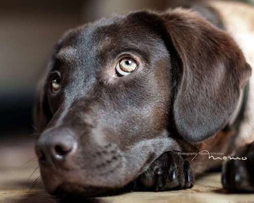 Fotografie / Hundefotografie-Beitrag-Bild