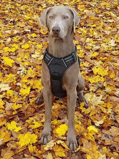 FOTOCHALLENGE 109: Leuchtwürmer Sicherheit im Straßenverkehr und mehr...-Beitrag-Bild