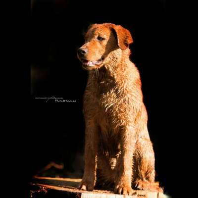 40.Collagen Challenge - Hundefreunde-Beitrag-Bild