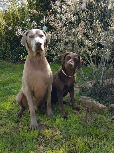 Dogorama Photo Challenge - Ostereiersuche-Beitrag-Bild