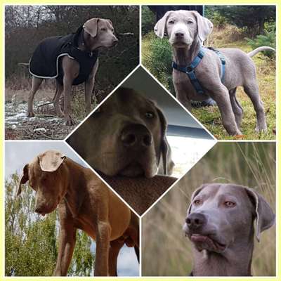 Fotos &Collagen: Beobachtungsposten-Beitrag-Bild