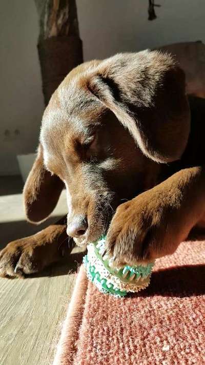 Fotochallenge NR. 123     -Karneval der Tiere--Beitrag-Bild