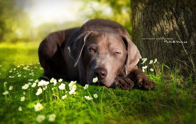 zeigt eure Hunde mit Ihren Frühlingsgefühlen:)-Beitrag-Bild