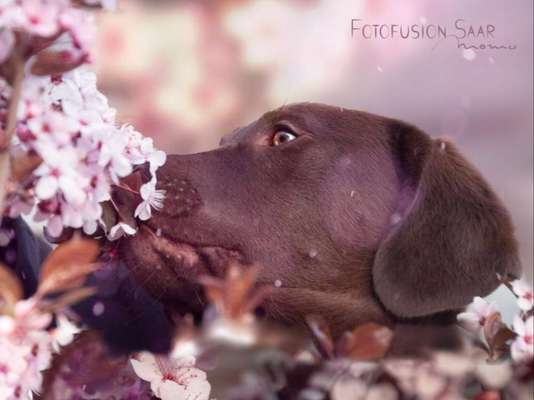 Dogorama Photo Challenge - die ersten Frühjahrsblumen-Beitrag-Bild