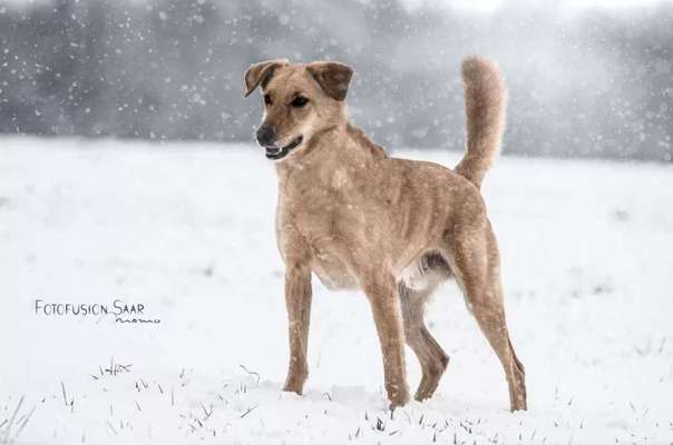 40.Collagen Challenge - Hundefreunde-Beitrag-Bild