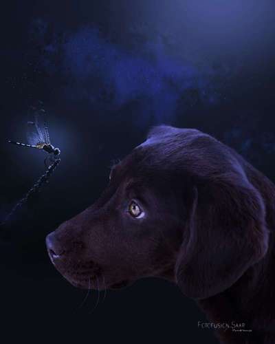 Photomontagen mit Hund-Beitrag-Bild