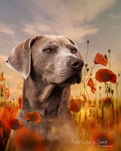 Fotochallenge 37- Sommerfeeling-Beitrag-Bild