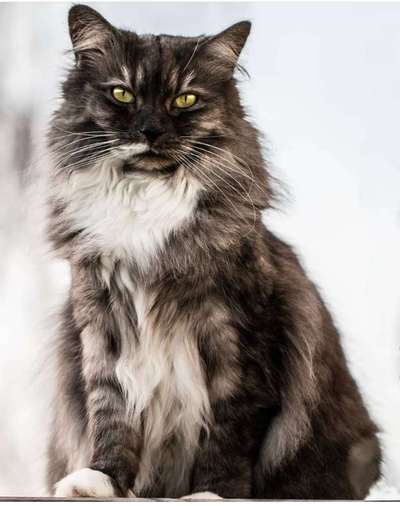 40.Collagen Challenge - Hundefreunde-Beitrag-Bild