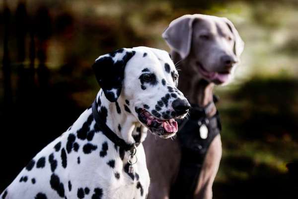Bester Freund, Hundekumpel - zeigt her!-Beitrag-Bild