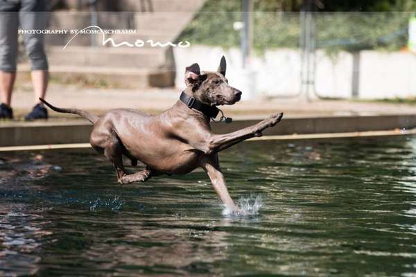 Dogorama Photo Challenge - Hunde in Action-Beitrag-Bild