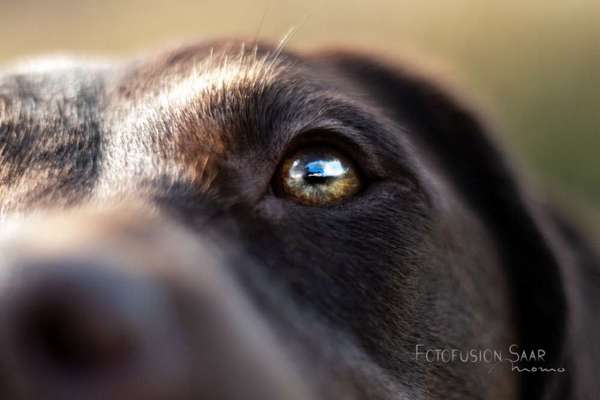Die Augen Deines Hundes-Beitrag-Bild