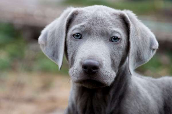 Vom Welpen zum Hund-Beitrag-Bild