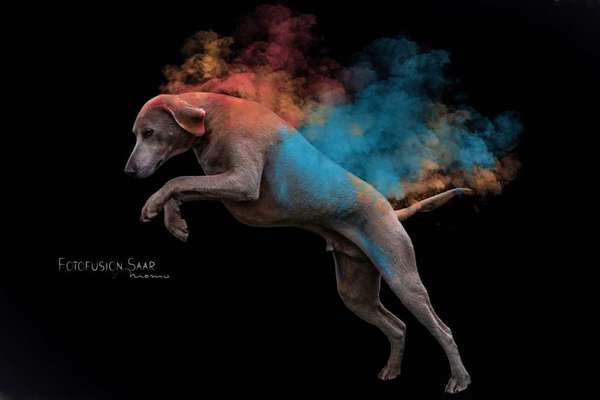 Fotochallenge Nr 96.: Bunt, Bunter, Hund 💐🌹🍁-Beitrag-Bild