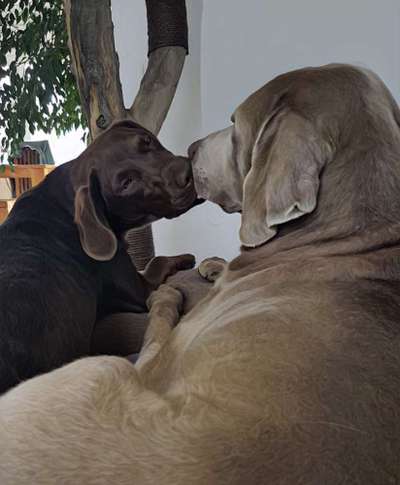 Dogorama Photo Challenge - Gegensätze-Beitrag-Bild