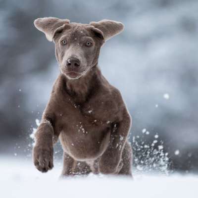 Foto Challenge Nr.: 114
Hunde im Schnee-Beitrag-Bild