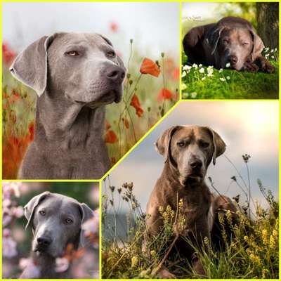 27. Collagen Challenge - Dein Hund mit Blume(n)-Beitrag-Bild