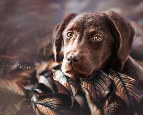 Welpen Bilder !-Beitrag-Bild