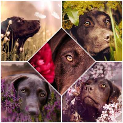 27. Collagen Challenge - Dein Hund mit Blume(n)-Beitrag-Bild