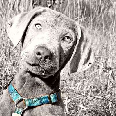 6. Farben Foto Challenge: "ColourKey Effekt"-Beitrag-Bild