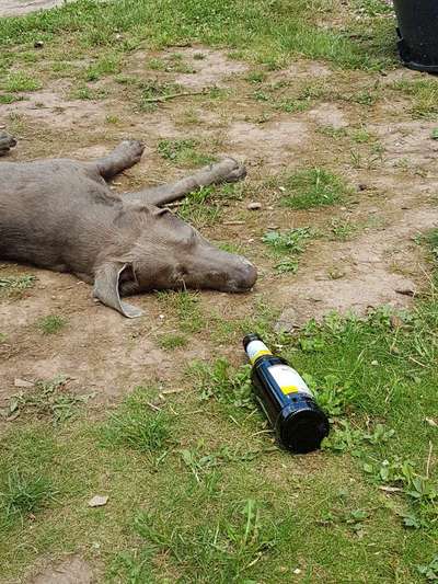 Dogorama Photo Challenge - Pilze-Beitrag-Bild