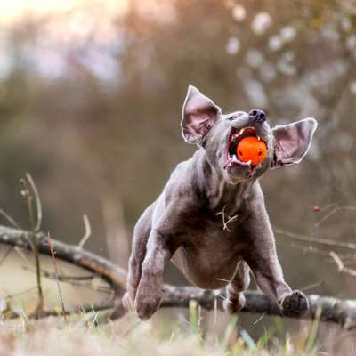 Was können eure Ohren so? ;)-Beitrag-Bild