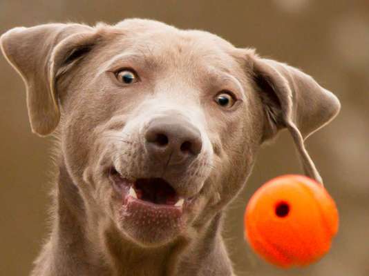 Zeige deinen Schatz mit seinem Lieblingsspielzeug.-Beitrag-Bild