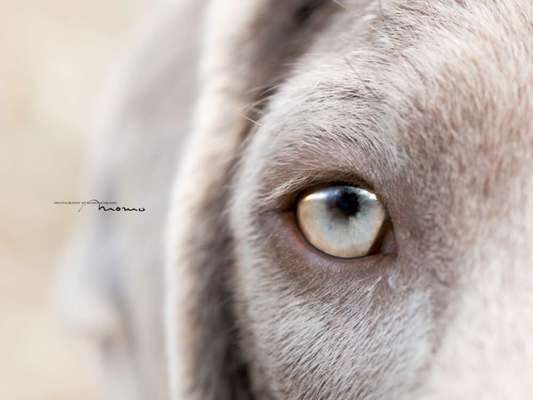 Die Augen Deines Hundes-Beitrag-Bild