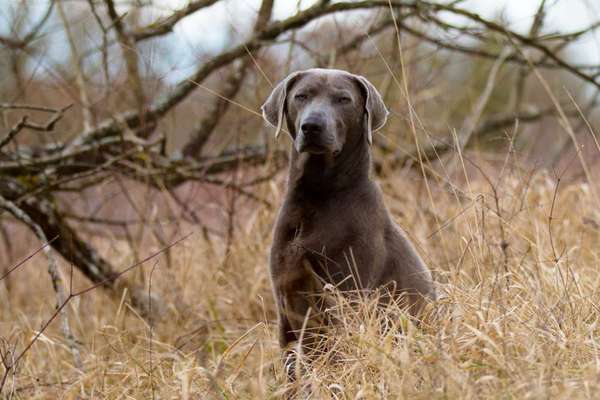 Dogorama Photo Challenge - Märchenwald-Beitrag-Bild